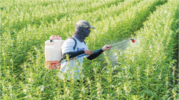Insecticide